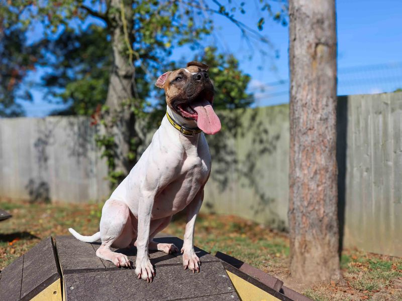 Maple | Terrier (Staffordshire Bull) Cross | Darlington - 2