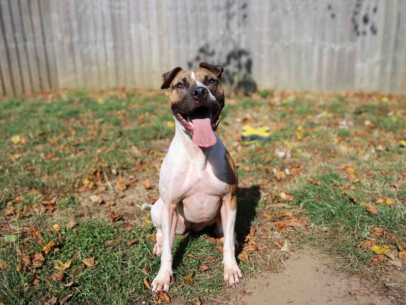 Maple | Terrier (Staffordshire Bull) Cross | Darlington - 1