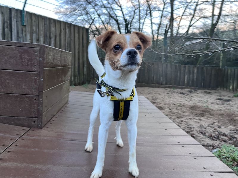 Jack Russell Terrier for adoption in Ilfracombe, Devon – 4 years old - Image 3 of 5
