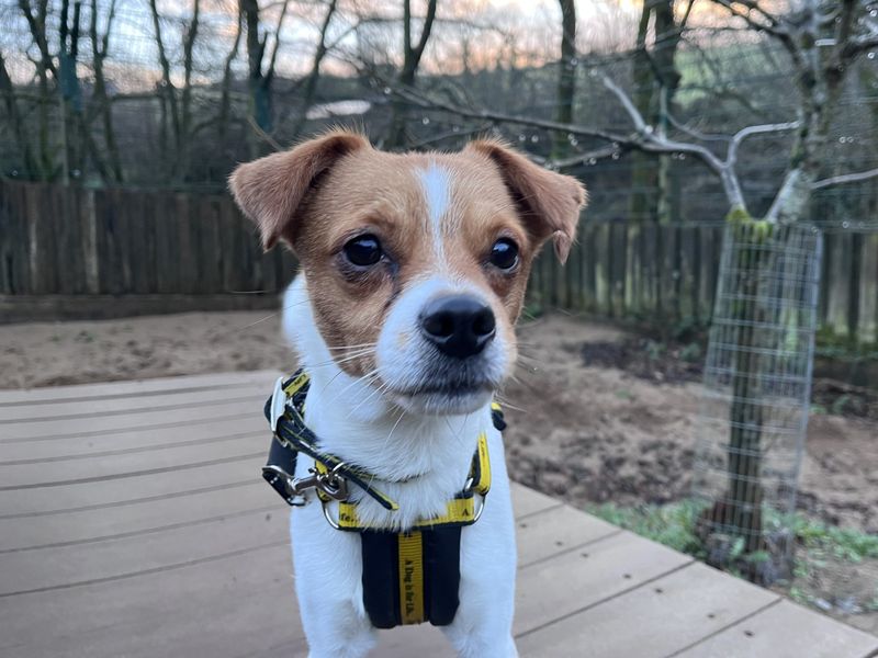 Jack Russell Terrier for adoption in Ilfracombe, Devon – 4 years old - Image 2 of 5