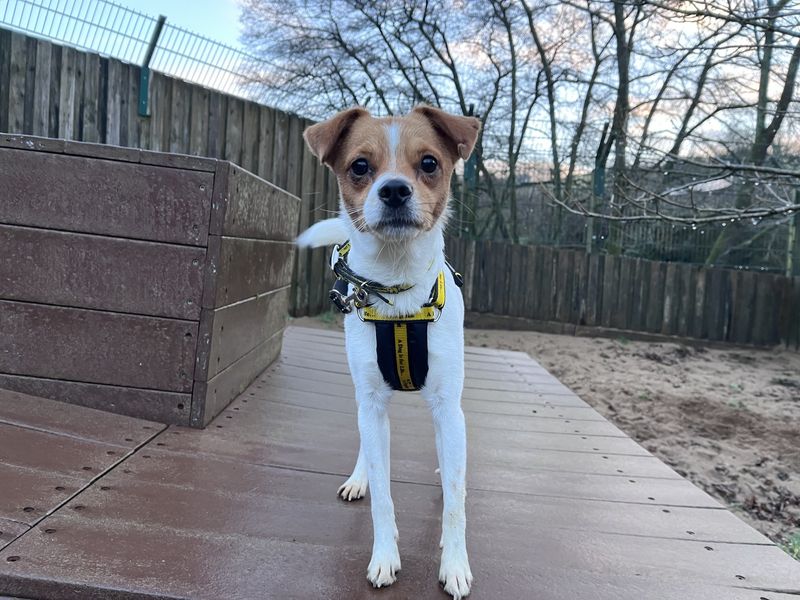 Jack Russell Terrier for adoption in Ilfracombe, Devon – 4 years old - Image 4 of 5