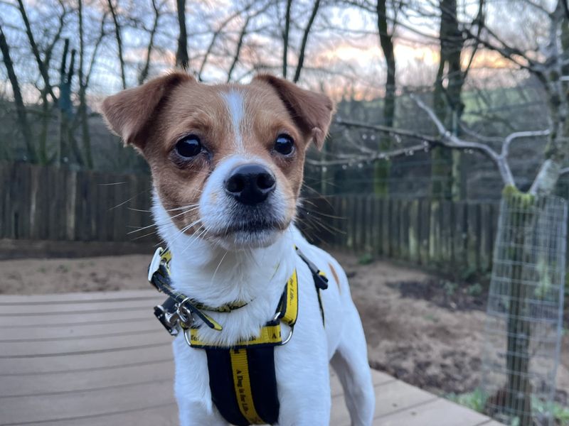 Jack Russell Terrier for adoption in Ilfracombe, North Devon – 4 years old