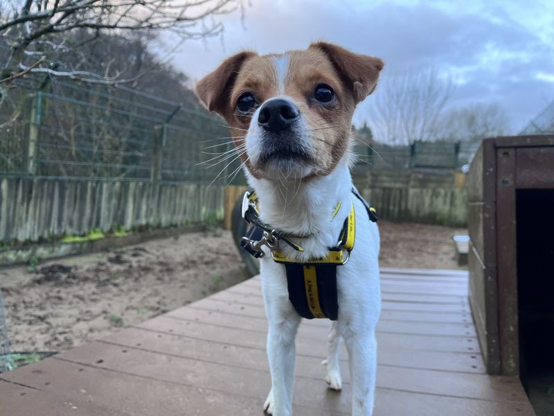 Jack Russell Terrier for adoption in Ilfracombe, Devon – 4 years old - Image 5 of 5
