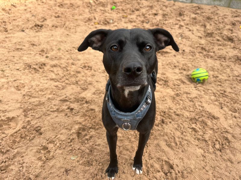 Freda, a 4 years old female Whippet available for adoption from Dogs Trust in Splott, Wales