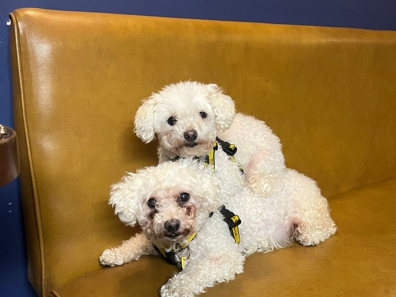 Sophie, a 8 years old female Bichon Frise available for adoption from Dogs Trust in Loughborough, Leicestershire