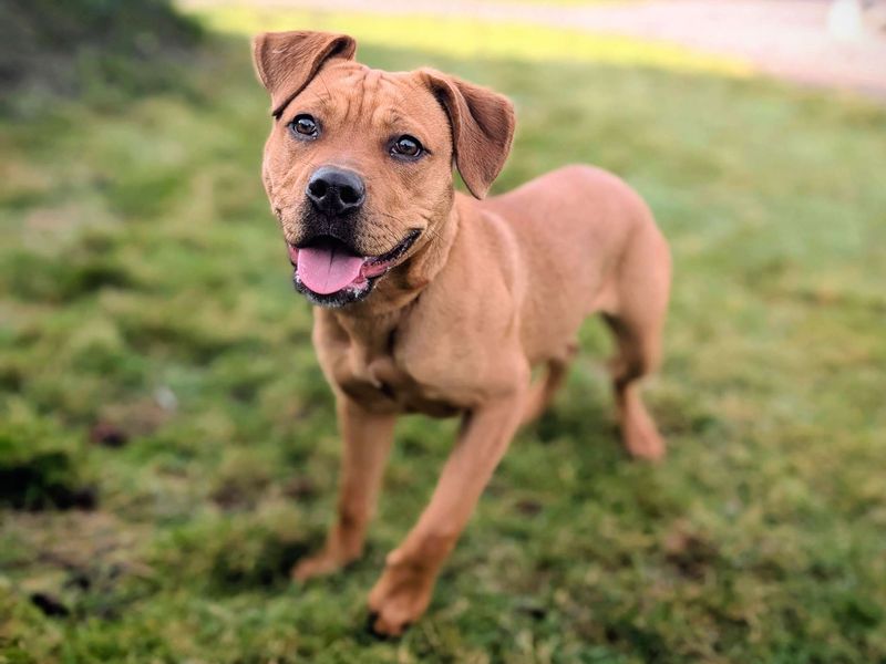 Staffordshire Bull Terrier for adoption in Cardiff – 8 months old - Image 4 of 7