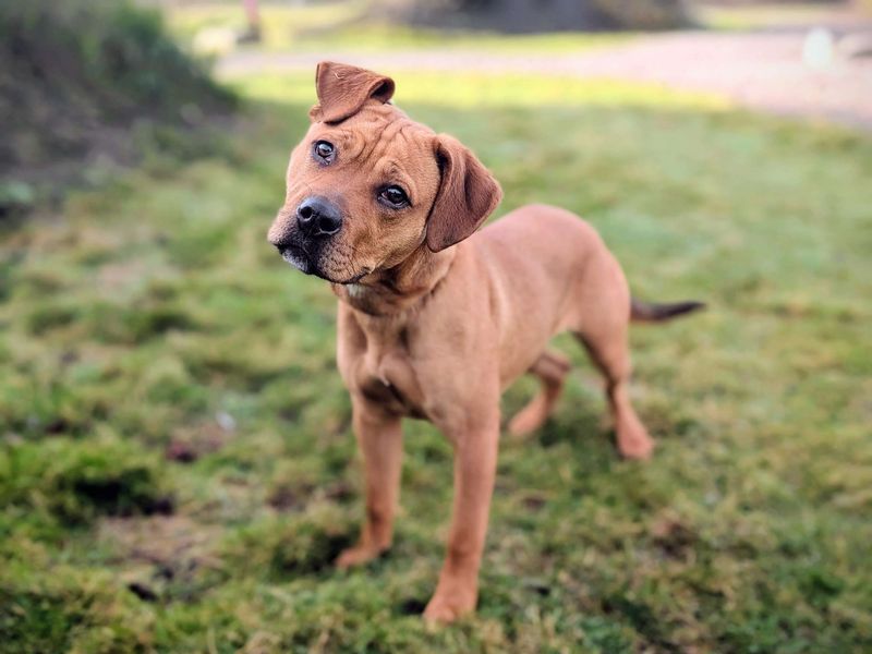 Staffordshire Bull Terrier for adoption in Cardiff – 8 months old - Image 5 of 7