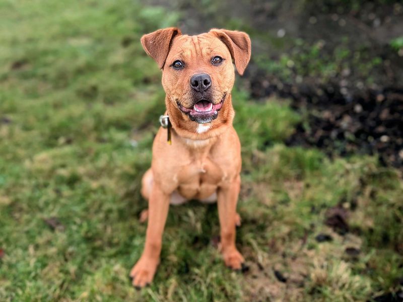 Staffordshire Bull Terrier for adoption in Cardiff – 8 months old - Image 7 of 7