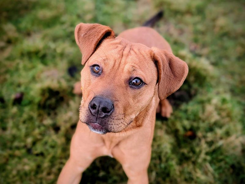 Staffordshire Bull Terrier for adoption in Cardiff – 8 months old - Image 6 of 7