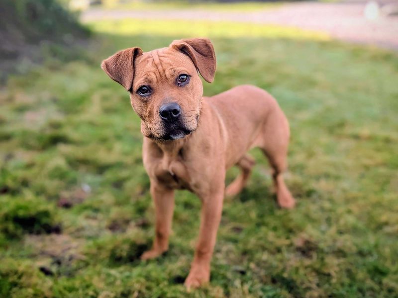 Staffordshire Bull Terrier for adoption in Cardiff – 8 months old - Image 2 of 7