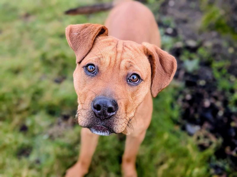 Staffordshire Bull Terrier for adoption in Cardiff – 8 months old - Image 3 of 7