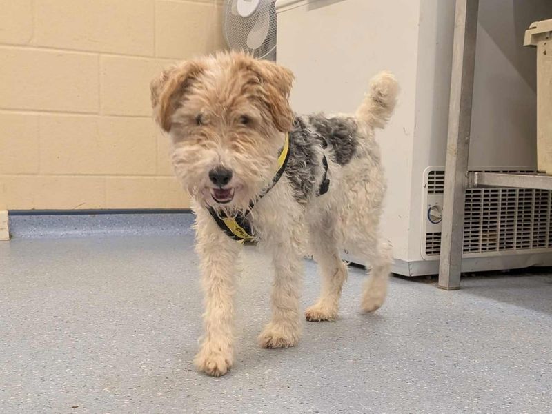 Teddy, a 8 years old male Terrier available for adoption from Dogs Trust in Loughborough, Leicestershire