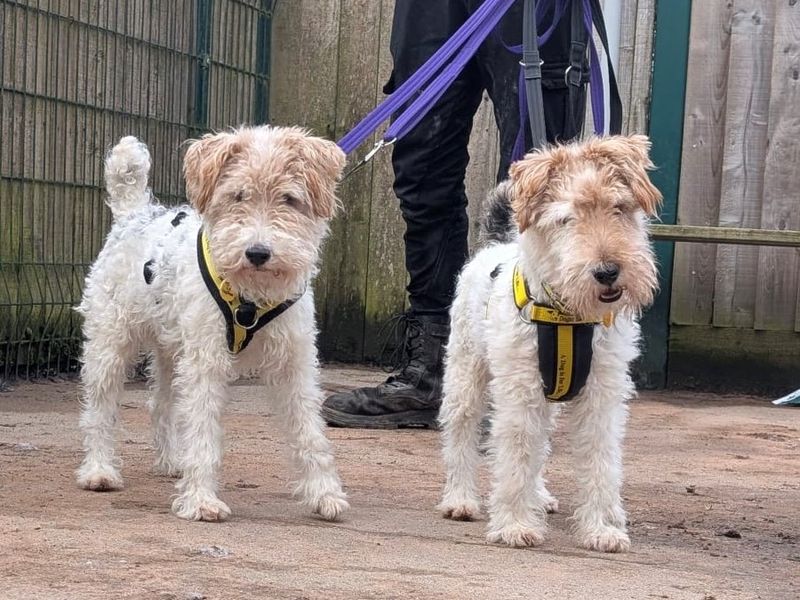 Tubby, a 8 years old male Wire Fox Terrier available for adoption from Dogs Trust in Loughborough, Leicestershire