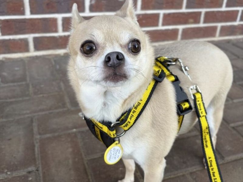 Chihuahua for adoption in Wymeswold, Leicestershire – 5 years old - Image 3 of 3