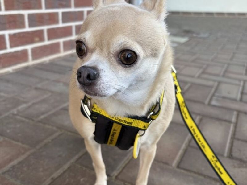 Chihuahua for adoption in Wymeswold, Leicestershire – 5 years old
