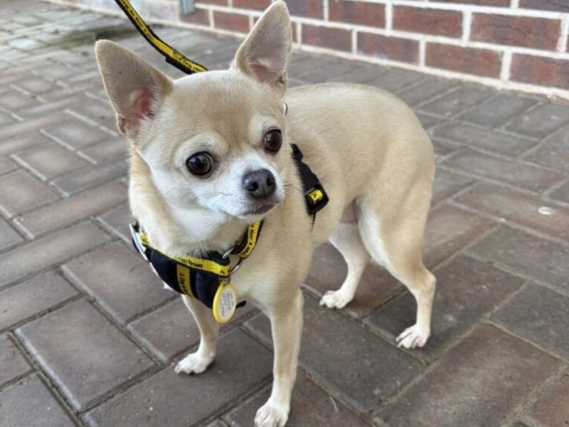 Chihuahua for adoption in Wymeswold, Leicestershire – 5 years old - Image 2 of 3
