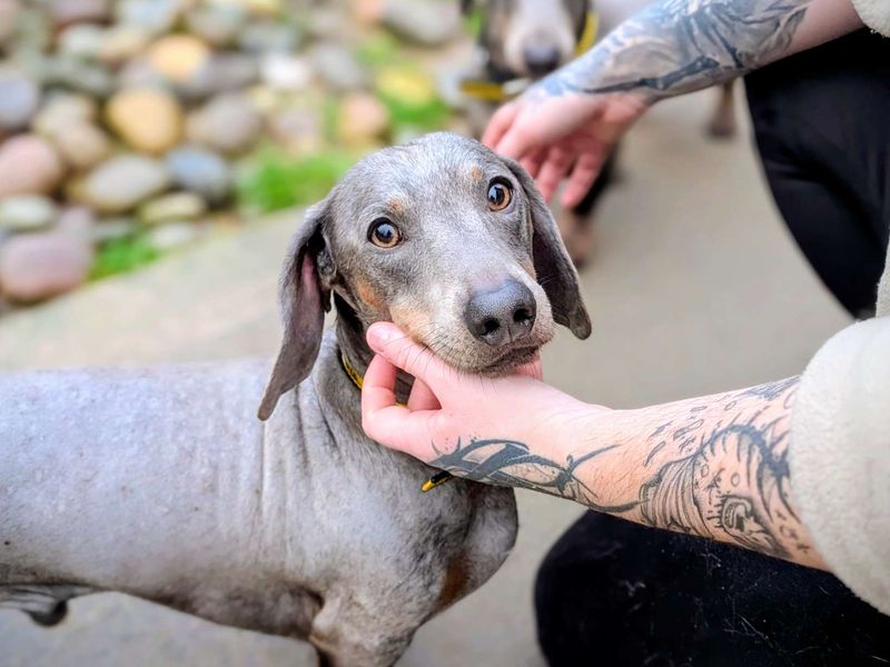 Ronnie - Image 4 of 4