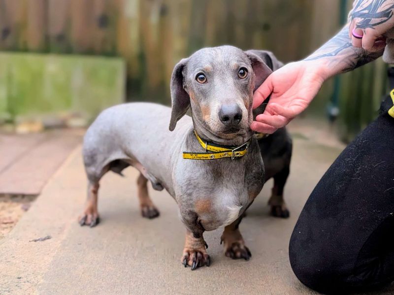 Ronnie - Image 3 of 4