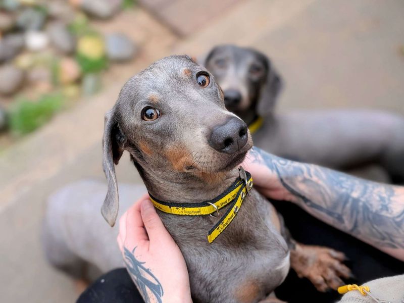Dachshund Dogs And Puppies For Adoption