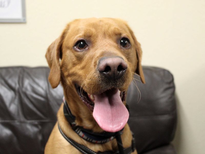Buddy | Retriever (Labrador) | Darlington - 1