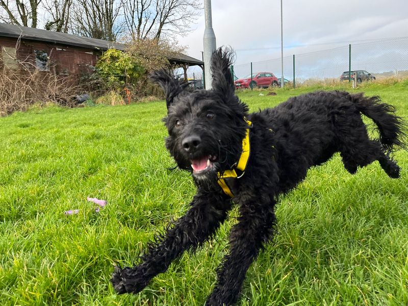 Cocker Spaniel for adoption in Rhondda Cynon Taf – 2 years old - Image 2 of 2