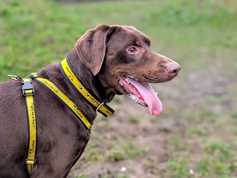 Doberman for adoption in Cardiff – 4 years old - Image 7 of 7