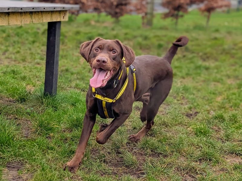 Doberman for adoption in Cardiff – 4 years old - Image 4 of 7