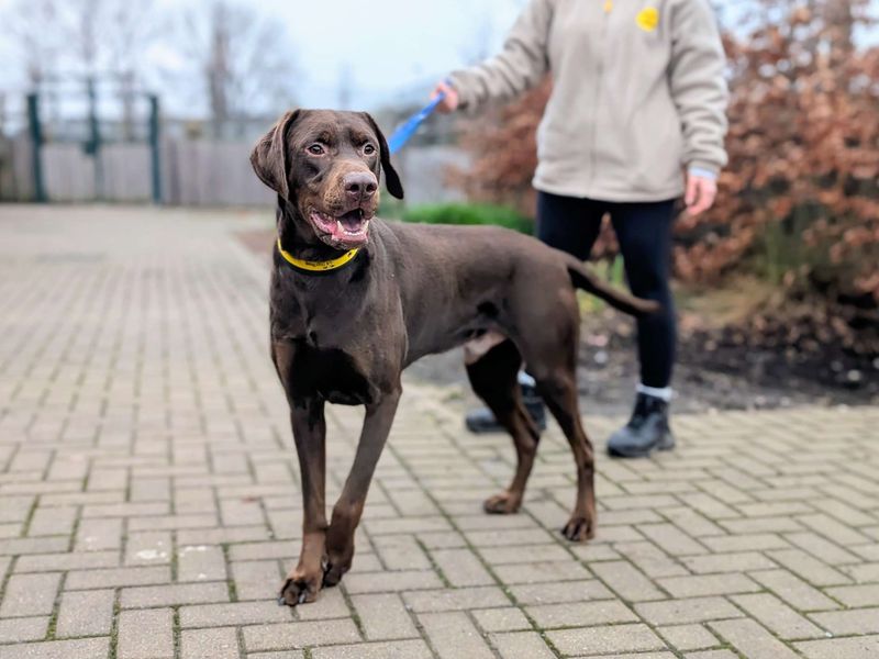 Doberman for adoption in Cardiff – 4 years old - Image 6 of 7