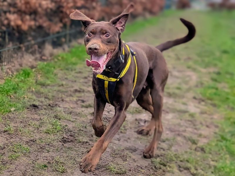 Doberman Dogs And Puppies For Adoption