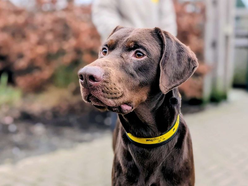 Doberman for adoption in Cardiff – 4 years old - Image 2 of 7