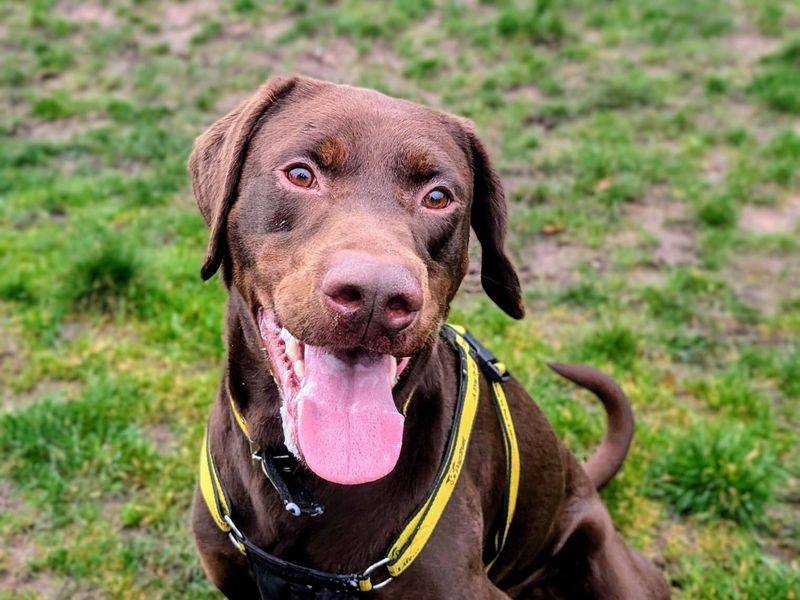 Neville | Dobermann Cross | Cardiff - 1