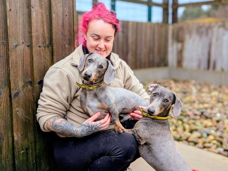 Veggie | Dachshund (Miniature Smooth Haired) | Cardiff - 1