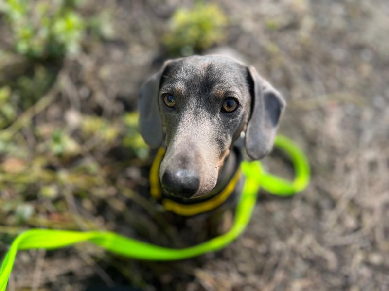 Reggie, a 4 years old male Dachshund available for adoption from Dogs Trust in Splott, Wales