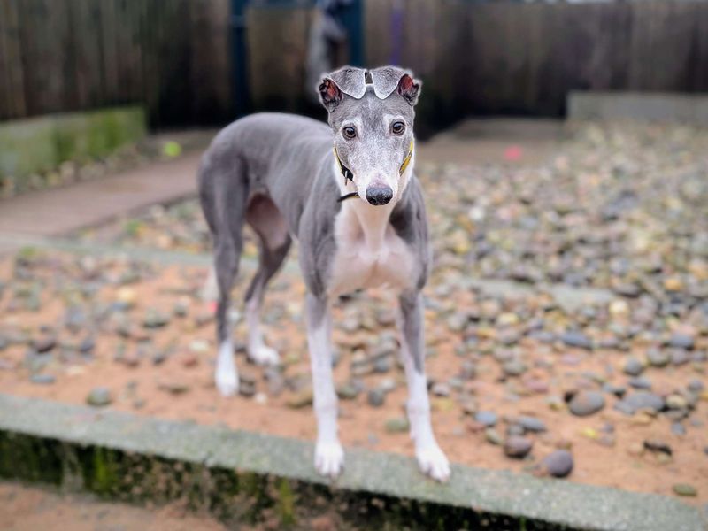 Greyhound for adoption in Cardiff – 6 years old - Image 3 of 5