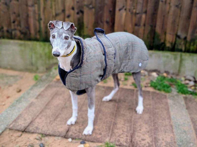 Winnie | Greyhound | Cardiff - 1