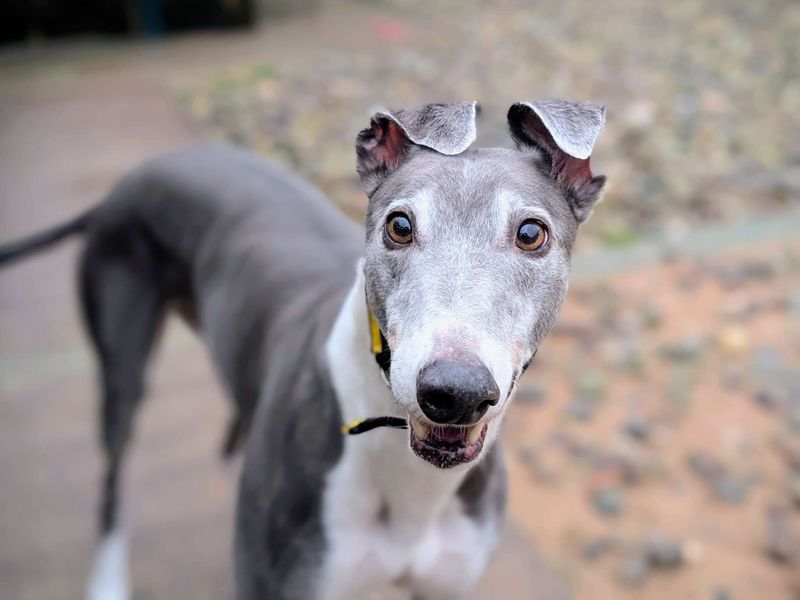 Greyhound for adoption in Cardiff – 6 years old - Image 2 of 5
