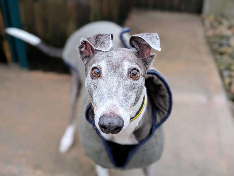 Greyhound for adoption in Cardiff – 6 years old - Image 4 of 5