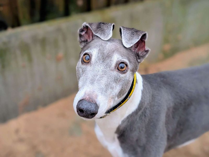 Greyhound for adoption in Cardiff – 6 years old - Image 5 of 5