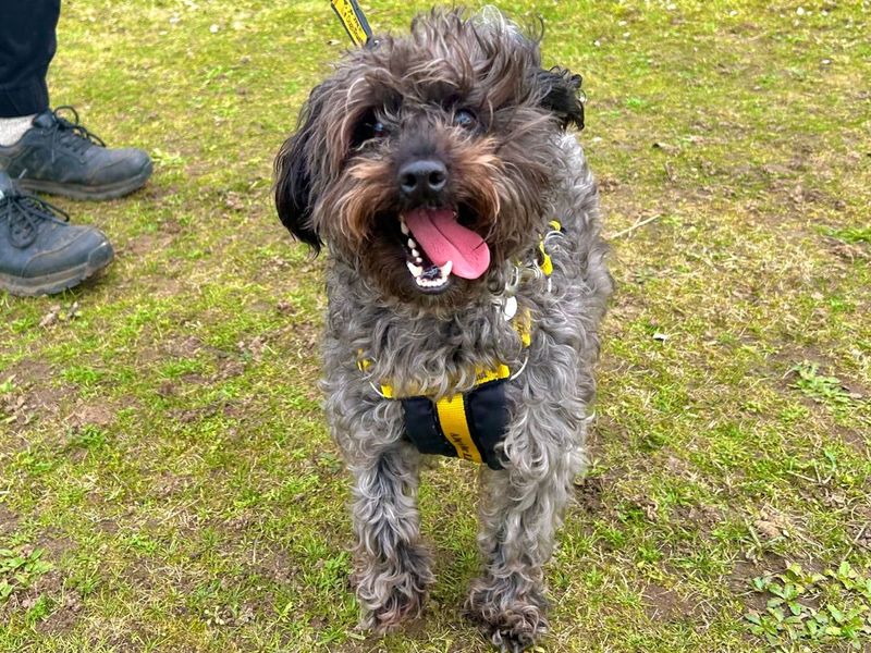 Milo, a 4 years old male Cocker Spaniel available for adoption from Dogs Trust in Snetterton, Norfolk