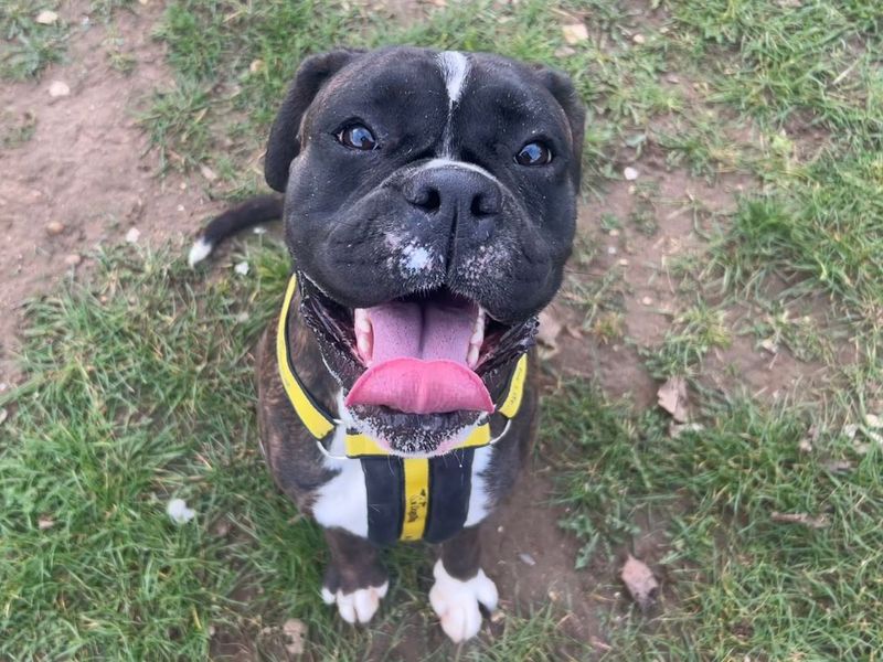 Boxer Dogs And Puppies For Adoption