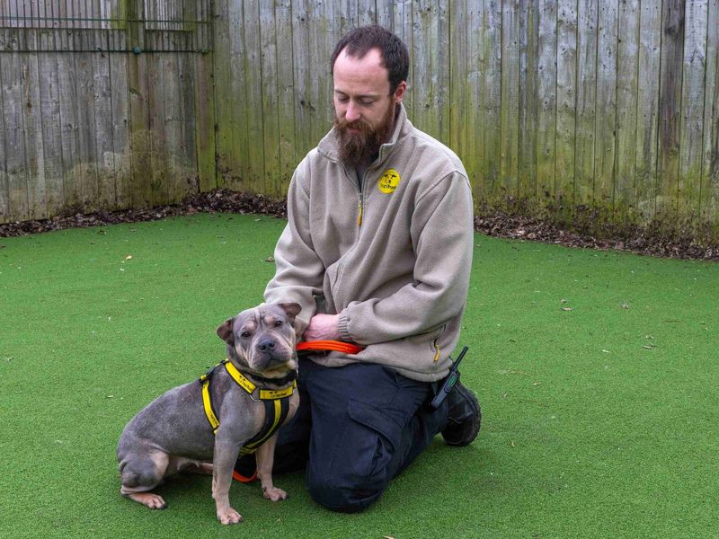 Ragnar | French Bulldog Cross | Loughborough - 1