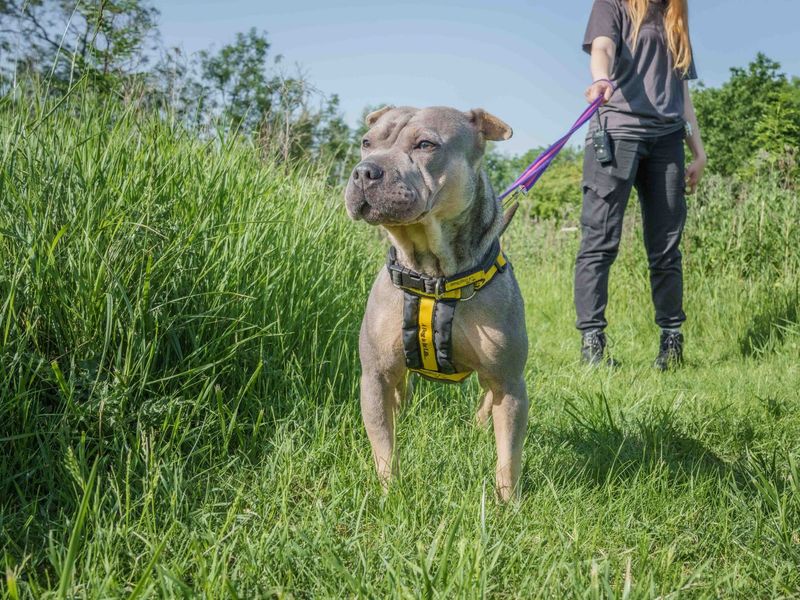 undefined | French Bulldog Cross | undefined - 4