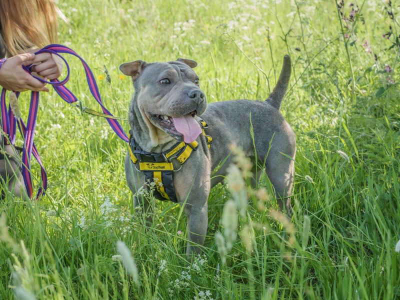 undefined | French Bulldog Cross | undefined - 2