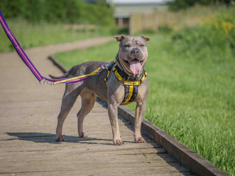 undefined | French Bulldog Cross | undefined - 1