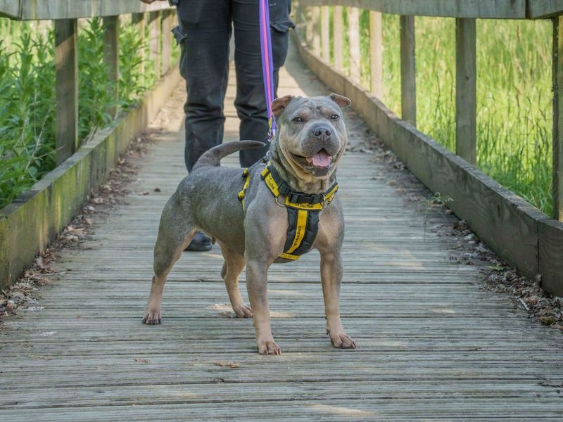 undefined | French Bulldog Cross | undefined - 3