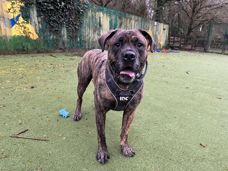 Mastiff for adoption in Ilfracombe, Devon – 5 years old - Image 3 of 6