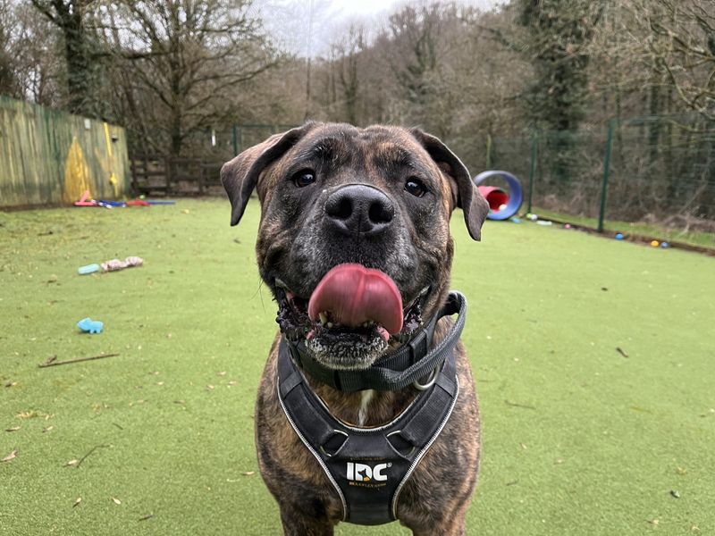 Mastiff for adoption in Ilfracombe, Devon – 5 years old - Image 2 of 6