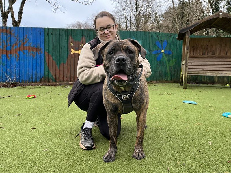 Mastiff for adoption in Ilfracombe, Devon – 5 years old - Image 5 of 6
