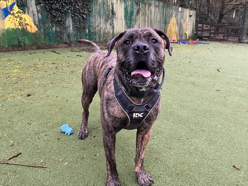 Mastiff for adoption in Ilfracombe, Devon – 5 years old - Image 6 of 6