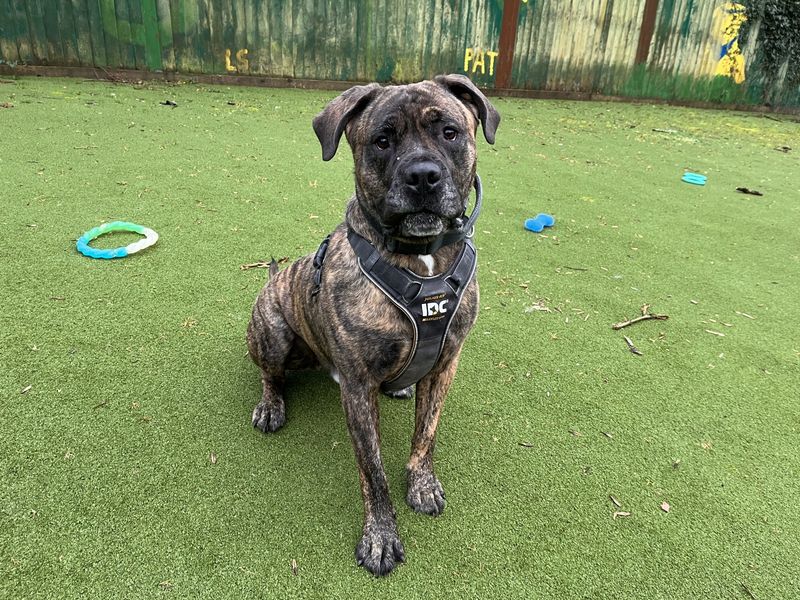 Mastiff Dogs And Puppies For Adoption